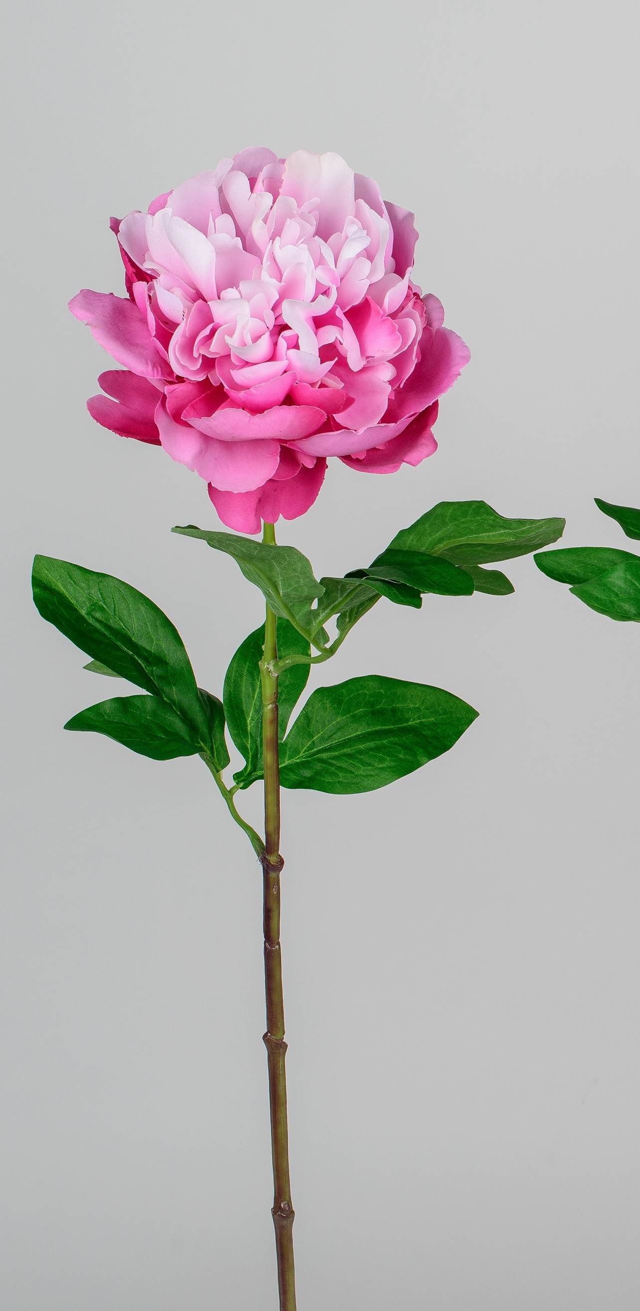 Pfingstrose Kunstblume mit Blüte Farbe pink, Höhe ca. 63 cm Kunstpflanze Forman