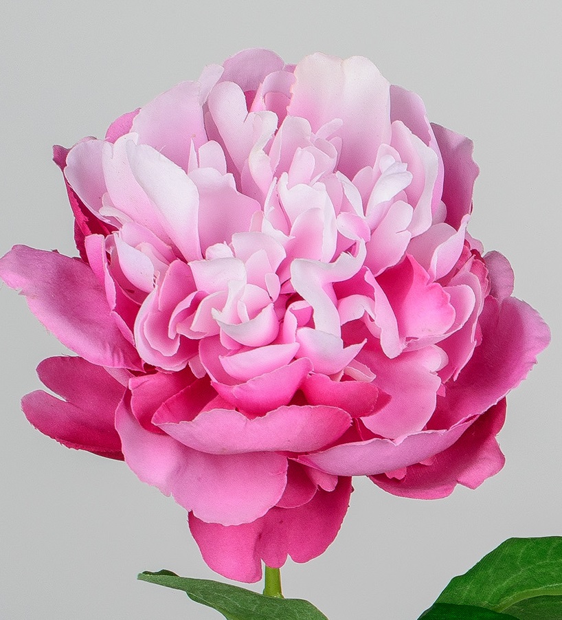 Pfingstrose Kunstblume mit Blüte Farbe pink, Höhe ca. 63 cm Kunstpflanze Forman