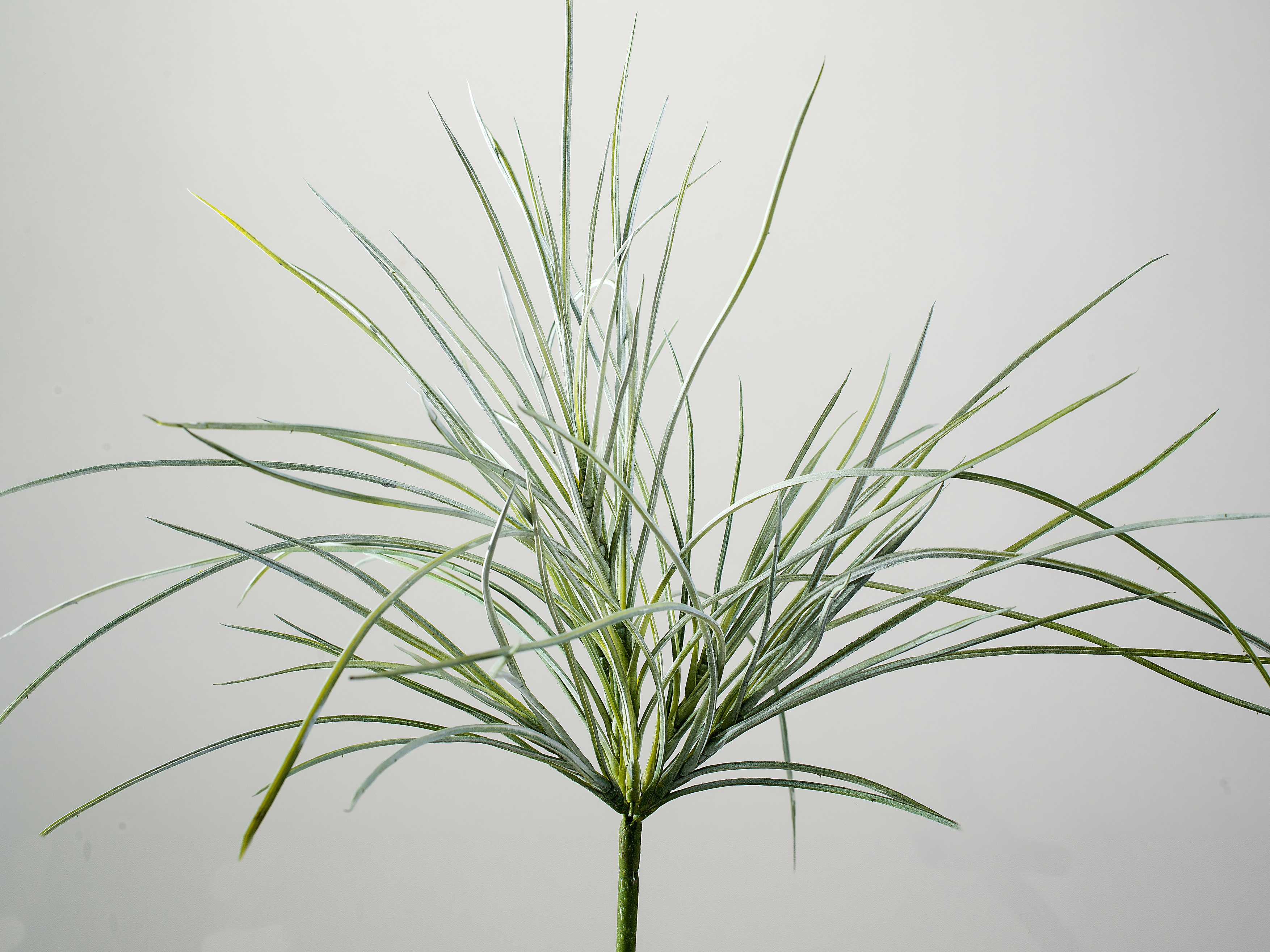 künstlicher Gräserzweig Antik weiß H. 50 cm Kunstblumen Gras Formano F24