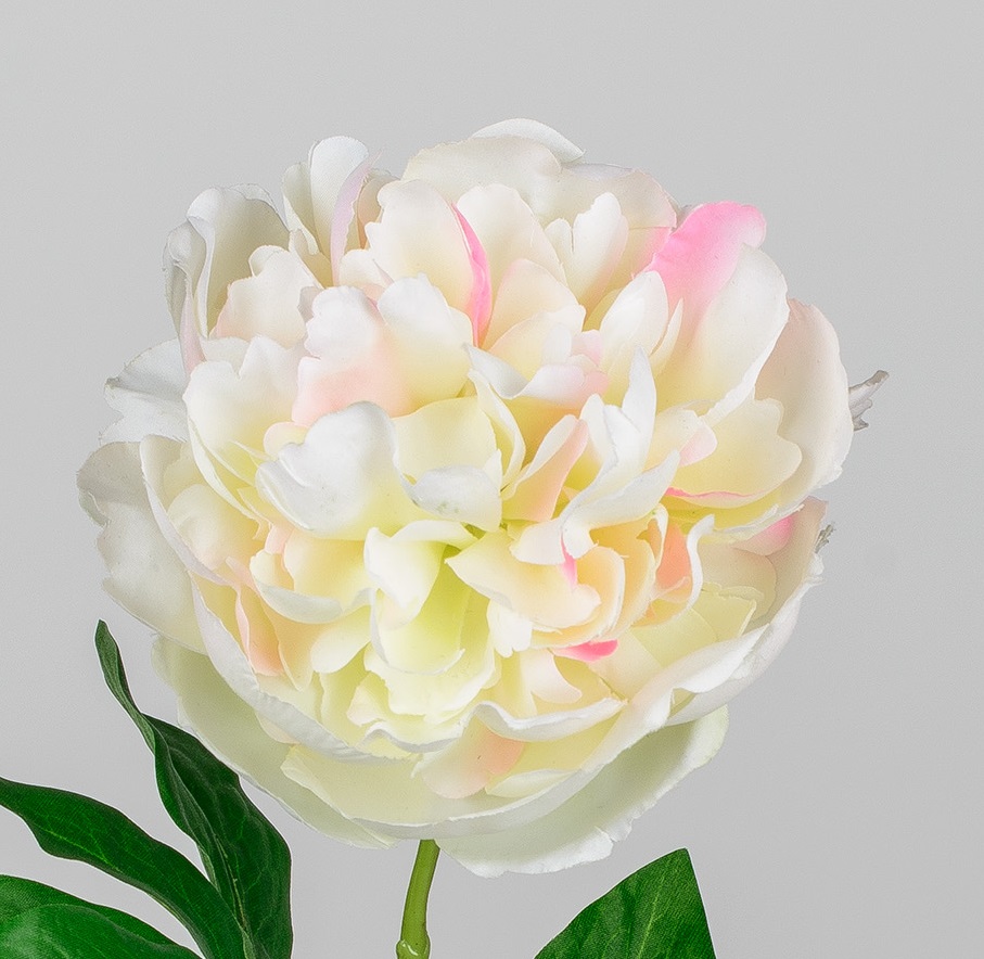 Pfingstrose Kunstblume mit Blüte Farbe creme, Höhe ca. 63 cm Kunstpflanze Forman